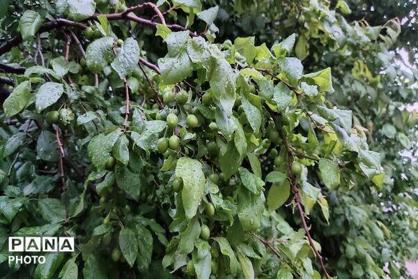حال و هوای شهر بار بعد از بارش زیبای باران 