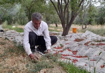 برداشت آلوچه از باغات روستای مارکده 
