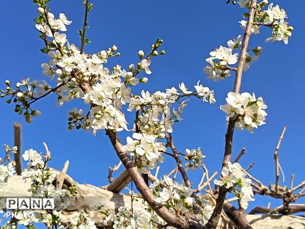 رویش شکوفه های امید در فصل بهار روستای برزنون 