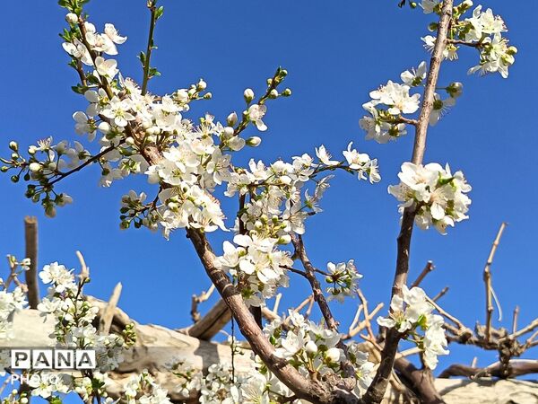 رویش شکوفه های امید در فصل بهار روستای برزنون 