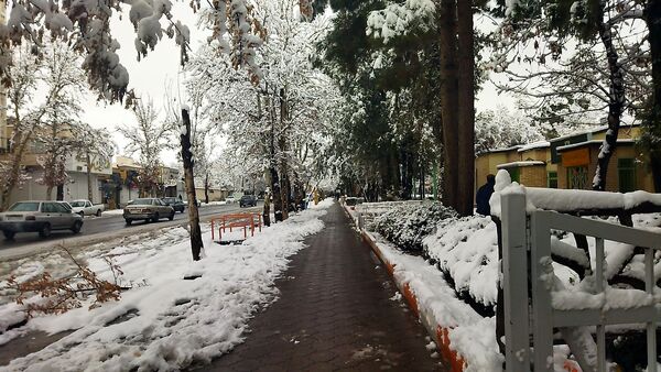 درختان طلایی ، سفید پوش شدند 