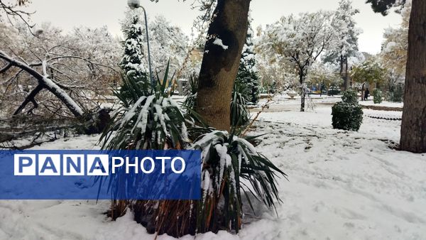 درختان طلایی ، سفید پوش شدند 