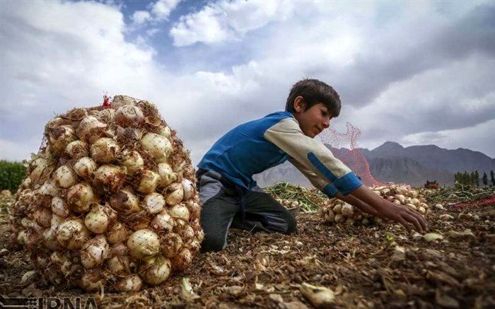 پاسخ نائب‌رئیس خانه کشاورز به چرایی بر زمین ماندن پیاز تولیدی کشاورزان