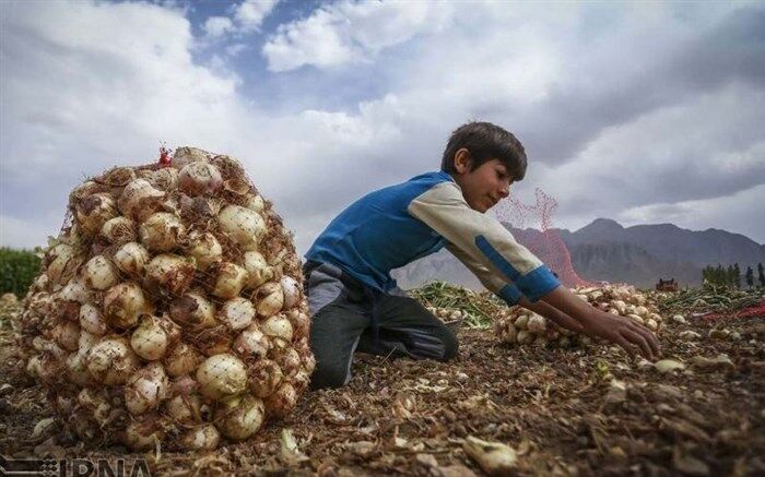 پاسخ نائب‌رئیس خانه کشاورز به چرایی بر زمین ماندن پیاز تولیدی کشاورزان