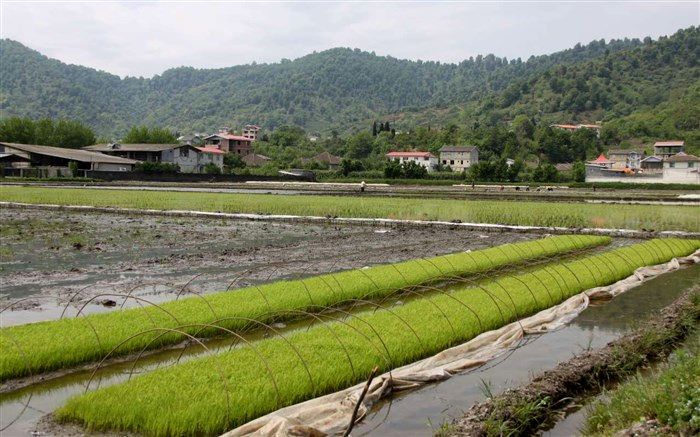 کمبود دستگاه کاشت نشا مهم‌ترین مشکل شالیکاران گلوگاه است