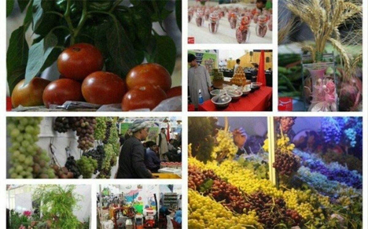 پیازها در مزارع خاک می‌شود، موزها در گمرک می‌گندد