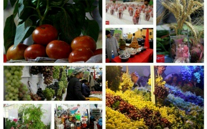 پیازها در مزارع خاک می‌شود، موزها در گمرک می‌گندد