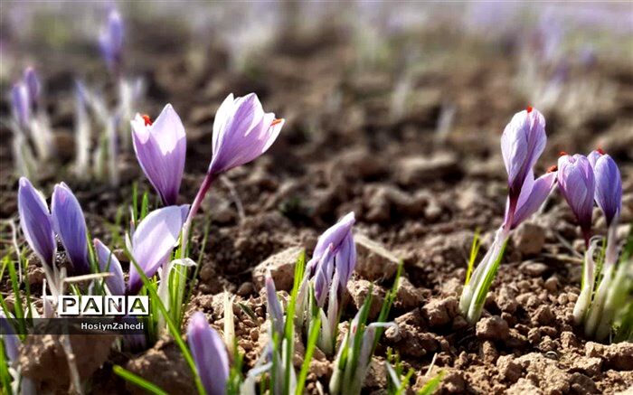 ۱۵ تن زعفران در دوماهه اول امسال صادر شد