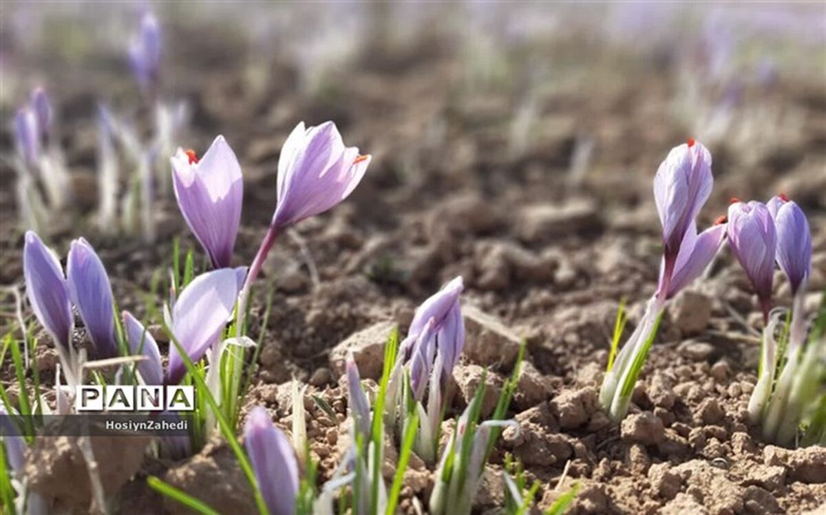 ۱۵ تن زعفران در دوماهه اول امسال صادر شد
