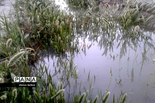 طبیعت زیبا و بکر سیستان پس از دو دهه خشکسالی