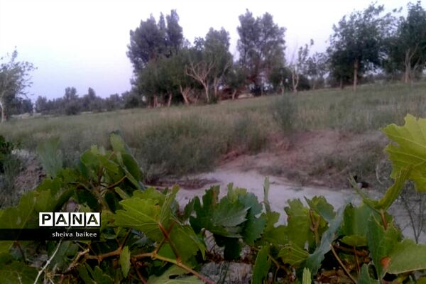 طبیعت زیبا و بکر سیستان پس از دو دهه خشکسالی