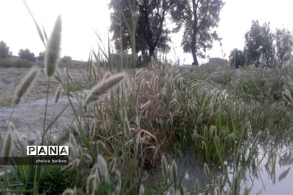 طبیعت زیبا و بکر سیستان پس از دو دهه خشکسالی