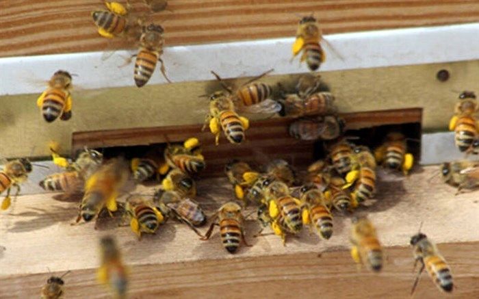 تنوع پوشش گیاهی و آب و هوایی ایران مستعد صنعت زنبورداری است