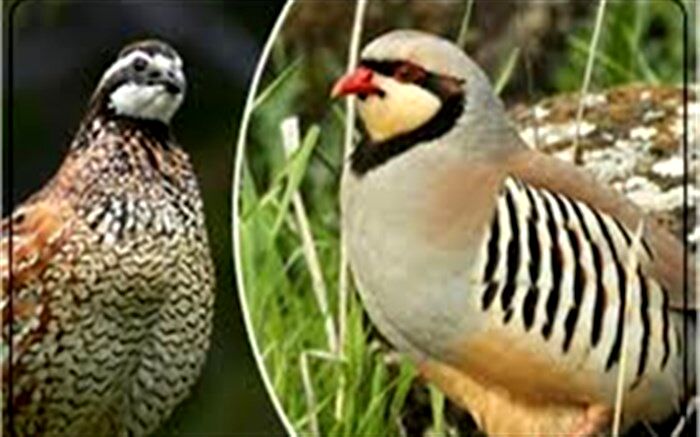 برخورد جدی با شکار بی رویه کبک های رودسر