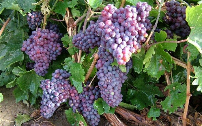 انگور یاقوتی سیستان زودرس ترین انگور کشور راهی بازار می شود