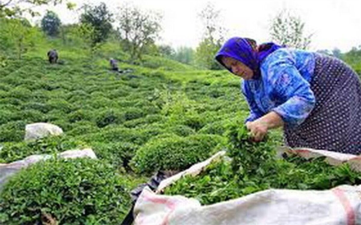احوال نوشیدنی محبوب ایرانیان چگونه است؟