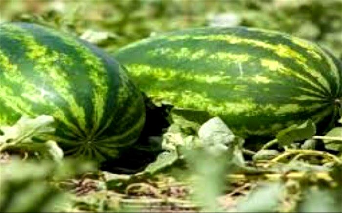 آغاز برداشت محصولات جالیزی در منطقه سیستان