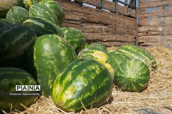 آغاز فصل گرما و رونق فروش هندوانه
