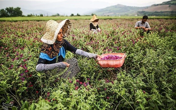 برداشت گل گاوزبان از مزارع گلستان + تصاویر