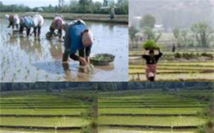 حداقل ۳۰۰ گیلانی سالانه به تب شالیزار مبتلا می‌شوند