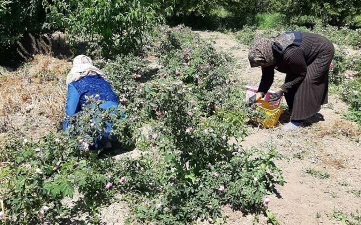 آغاز برداشت ۱۷ تن گل‌محمدی در میاندوآب