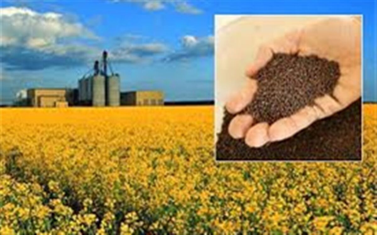 خرید بیش از 40 تن دانه روغنی کلزا در مرکز خرید تضمینی دستجرده شهرستان طارم
