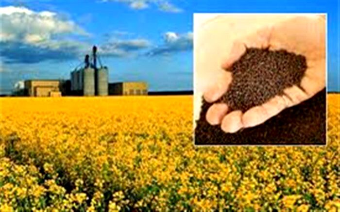 خرید بیش از 40 تن دانه روغنی کلزا در مرکز خرید تضمینی دستجرده شهرستان طارم