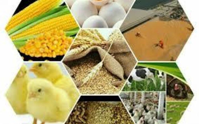 انتقاد اتحادیه واردکنندگان نهاده های دام و طیور ایران از رویه جدید وزارت صمت
