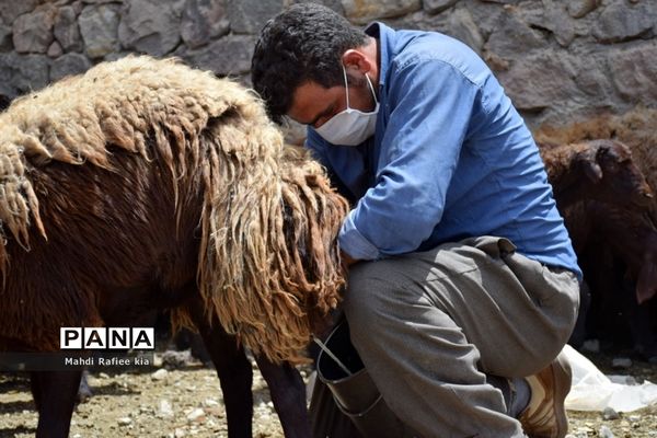 بازدید سازمان جهاد کشاورزى از نگهدارى و تولید پنیر لیقوان
