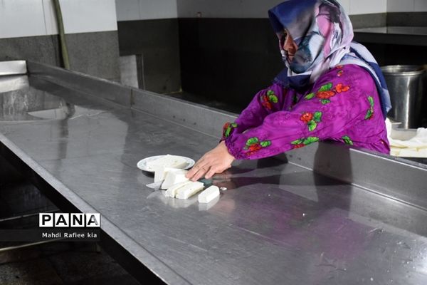 بازدید سازمان جهاد کشاورزى از نگهدارى و تولید پنیر لیقوان