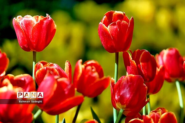 باغ ایرانی، بهشتی برای پایتخت نشینان