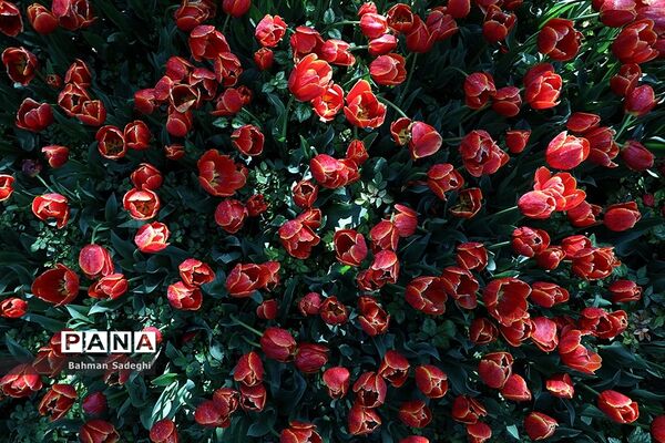 باغ ایرانی، بهشتی برای پایتخت نشینان