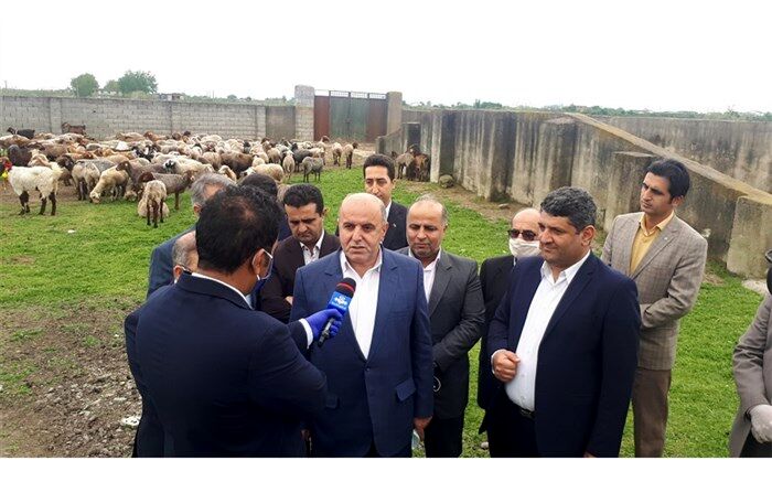 اصلاح نژاد دام سبک برای اولین بار در مازندران انجام می‌شود