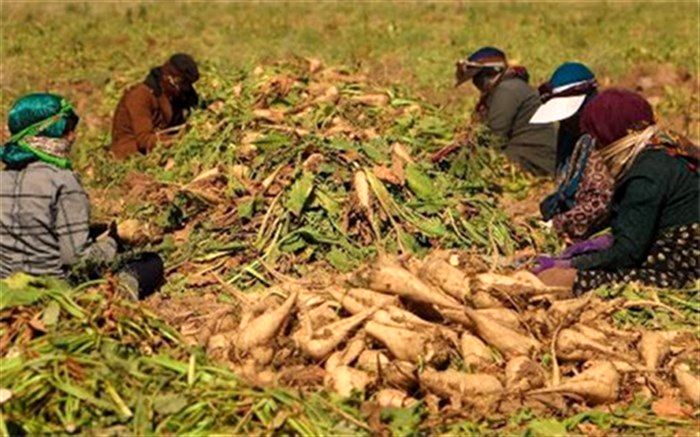 حمایت جهاد کشاورزی فارس از کاشت چغندر قند 