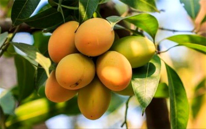 آغاز برداشت انبه از باغات گرمسیری راسک و سرباز