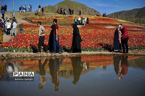 دشت لاله‌های روستای کندر