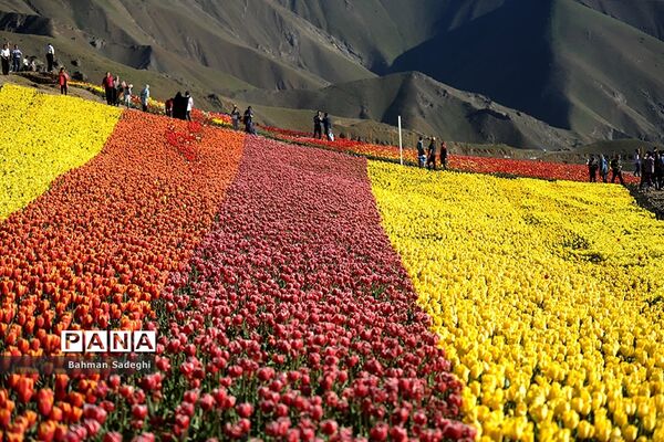 دشت لاله‌های روستای کندر