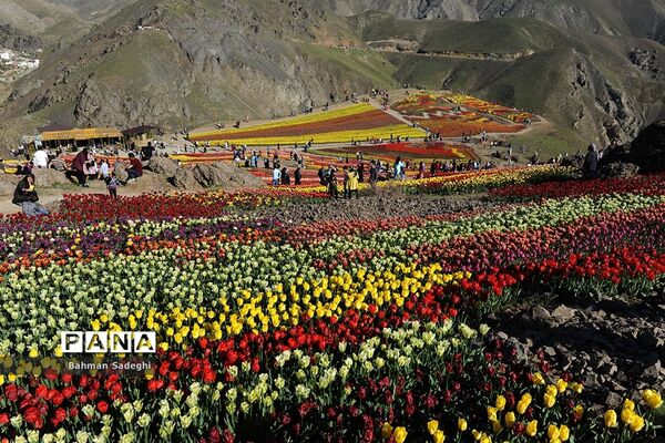 دشت لاله‌های روستای کندر