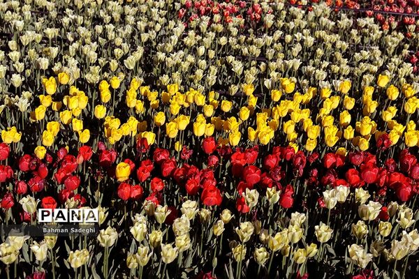 دشت لاله‌های روستای کندر