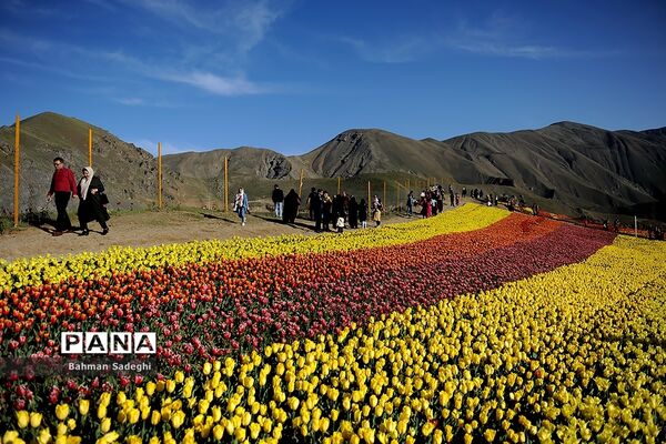 دشت لاله‌های روستای کندر