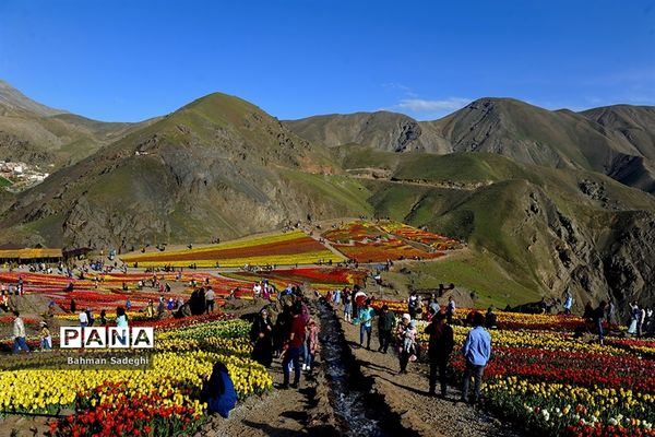 دشت لاله‌های روستای کندر