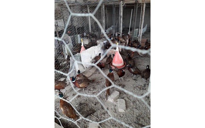 شناسایی مرکز نگهداری و پرورش غیرمجاز قرقاول در استان تهران