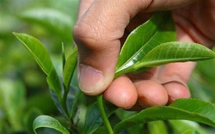 خرید تضمینی برگ سبز چای از چایکاران آغاز شد