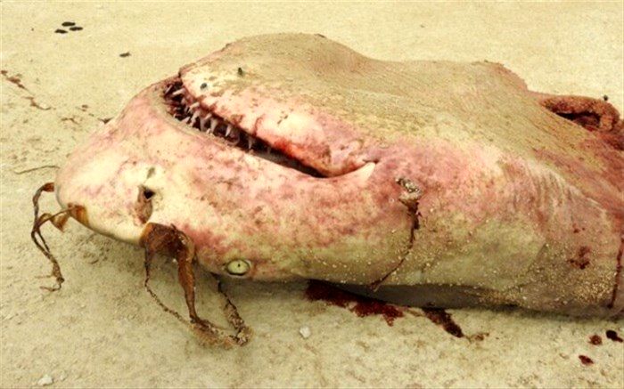 سوپ باله کوسه با طعم انقراض!