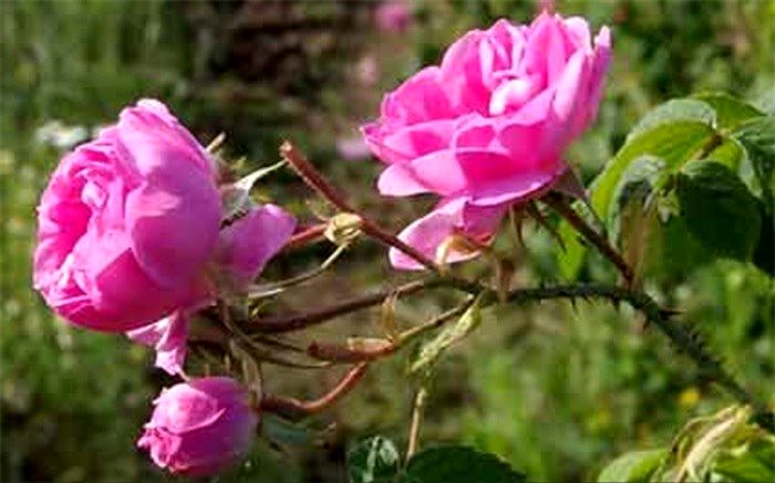 کشف روش نگهداری و انبارداری گل محمدی تازه در پژوهشکده اسانس های طبیعی قمصر