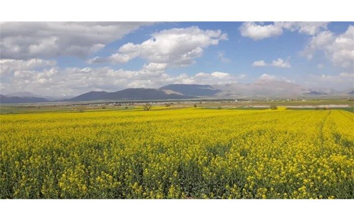 کشت گیاهان دارویی در آذربایجان‌غربی توسعه می‌یابد
