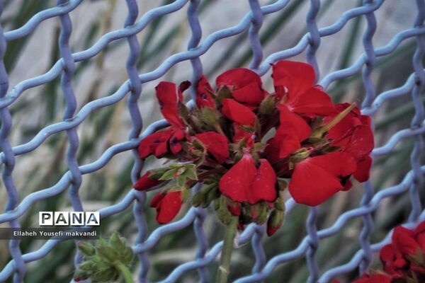 فراخوان عکاسی مردم و محیط زیست، ویژه دانش آموزان شهرستان امیدیه
