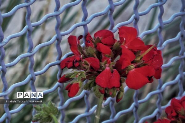 فراخوان عکاسی مردم و محیط زیست، ویژه دانش آموزان شهرستان امیدیه