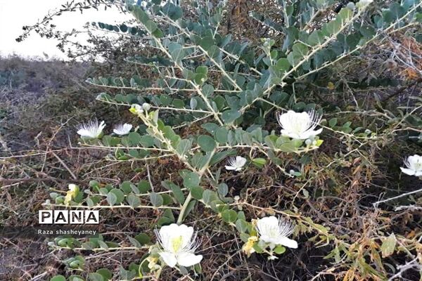 فراخوان عکاسی مردم و محیط زیست، ویژه دانش آموزان شهرستان امیدیه