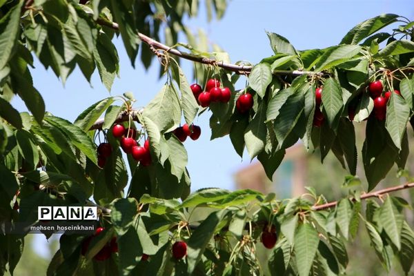 بازدید مدیرکل آموزش و پرورش قزوین از هنرستان کشاورزی فدک